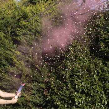 Roze gender reveal rookkanon met confetti